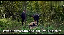 大熊猫在日本不幸意外死亡，国人痛心：不要再将大熊猫借出去了！