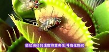 香烟放捕蝇草嘴里会发生什么网友称太魔性，镜头记录全过程