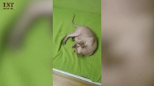 一只小猫咪躺在毯子上，原来是在玩玩具啊，好可爱啊！