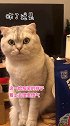猫：我本智力超群，奈何人类手欠喵 全村最馋的女子