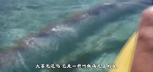 男子钓到一只庞然大物，拖上岸后，围观的游客都不敢靠近了
