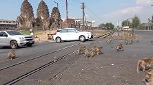 吃甜食上瘾了！上千只野生猴子包围泰国小镇