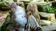 猥琐的啃老猴，猴妈很溺爱它啊