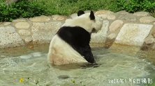这下舒服了，大熊猫可以美美的洗洗了