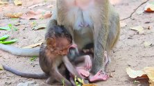 虐待刚出生的猴宝宝，妈妈真的缺德！