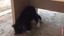 这就是在河堤救回的小猫，一天就熟悉了新环境，只是有点淘气