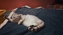 主人用花言巧语让猫咪进行花式体操锻炼，边吃边运动身体才健康