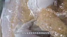 沙滩出现“神秘洞穴”，男子伸手挖出一个大家伙，这到底啥物种