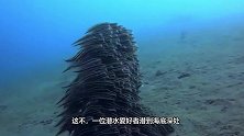 行走在海底的“鱼人”你见过吗？分工明确轮流交替