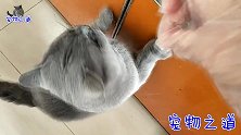猫主人家的猫一个比一个胖乎，用了什么绝招一起来看看吧