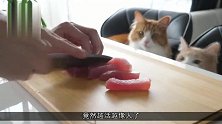 猫咪让自己活成“人样”，每天坐着吃饭，还能自己看电视