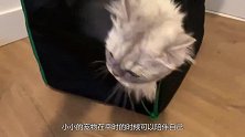 铲屎官把猫咪画的栩栩如生，人们定睛一看，结果差点笑喷了！