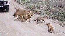小幼狮对着游客观光车咆哮，奶凶奶凶的样子萌爆
