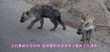 洪水过后，一只庞然大物从路中间经过，车主吓得连忙踩刹车