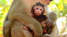 如此可爱的猴宝宝为何悲伤？猴妈妈赶紧拥抱它入怀！