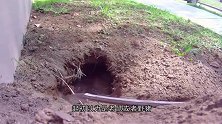 男子在后院发现一个小家伙，父亲看后吓坏了，直呼赶紧扔掉