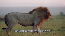 当老虎遇上狮子，单打独斗的话，谁更胜一筹？