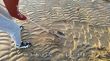 大退潮后，姑嫂俩去赶海，沙滩里藏着稀有大货，这次真过瘾了