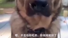 不让我吃，还问我香不香，这是人干的事？还让不让狗活了