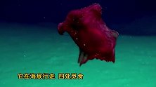 神秘南极洲海域出现奇特生物，竟能吐出内部器官来吓跑敌人