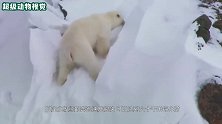 北极熊为了生存，在冰山悬崖边上“追杀”小熊