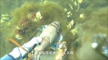 小章鱼在透明塑料杯里安家，潜水员帮它搜寻喜欢的贝壳，太暖了！