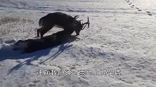 金毛犬救出两只在雪地里谈恋爱的野鸡