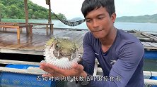 男子趁河豚吸气时，给它点了根烟，镜头拍下搞笑画面！