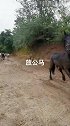 看看公马的反应，还有续集啊