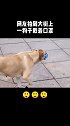 一狗子大街上戴着口罩紧跟着其主人出行，网友：防范意识挺到位