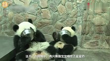 好一对熊猫洗碗工，把盆洗得比谁都干净，那模样真是萌翻了