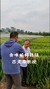 米！大瓜！你还在吃这种米吗？