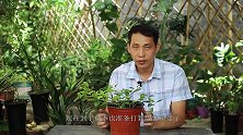 给扦插的三角梅换盆前，有一个动作不可偷懒，否则根系会全部枯萎
