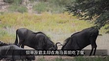 本以为角马必死无疑，狮子正打算吃肉，下一秒狮子付出惨重代价！