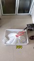 你们养猫多久换一次猫砂，有了这个猫砂袋，再也不用洗猫砂盆了养猫日常 好物推荐