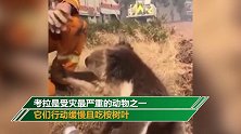澳大利亚山火持续肆虐致考拉面临生存考验 近8000只丧生