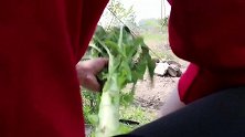 胖妹收菜偶遇大莴笋，这回有口福了，配腊肉下饭超爽