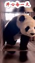 熊猫步走的非常有气势