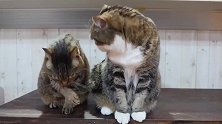 两只猫咪在认真的洗脸，我居然看得津津有味