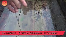 长达半米的虫子，专门寄生在节肢动物体内，见了可别触碰！