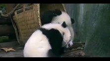 熊猫宝宝：你来晚了，本筐满员禁止入内了