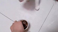 给猫咪喂小鱼干和冻干后，看它反应…竟然不吃鱼？怕是只假猫吧？