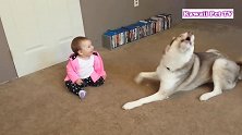 这样看起来太有爱了！这只狗狗跟宝宝在玩，真温馨啊！