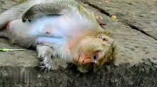 母猴怎么了，是不是生病了