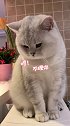胖的，你要相信我，我和猫咖那些猫都是逢场作戏的