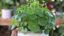 养的铜钱草发黄，别手软，狠狠剪一通配合半土水半土，翠绿又旺盛