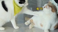 一会儿抱头狂舔，一会儿埋头猛踹，猫兄弟奇奇怪怪！