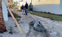 美国：一工人装修房屋时遇见一条3点6米长鳄鱼