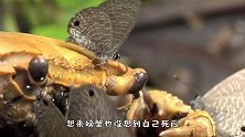 死去的螃蟹遭到蝴蝶分食，蝴蝶也吃肉？网友：厉害了
