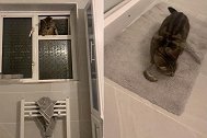 英国一女子上厕所时，男友的猫咪叼着活老鼠放她面前